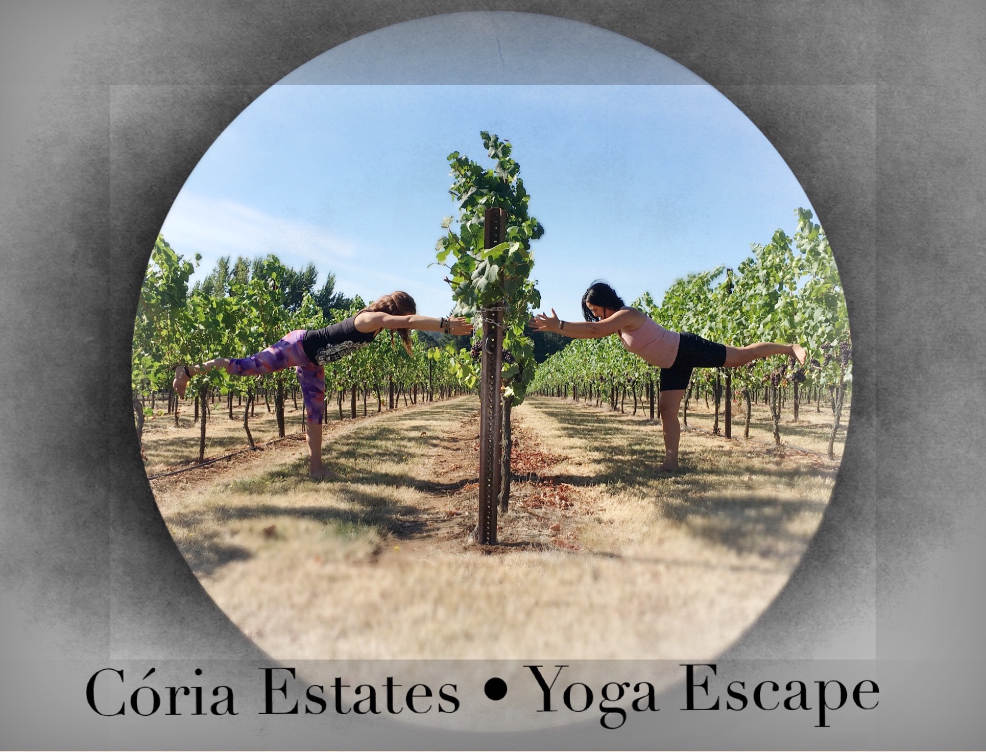 Coria Estates Yoga in the Vineyard Yoga in Salem Oregon